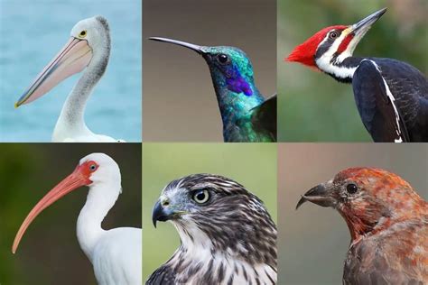 different types of bird beaks